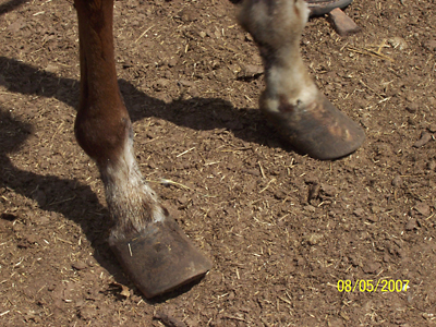 Champion's hooves when seized