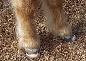 Tonka's hooves