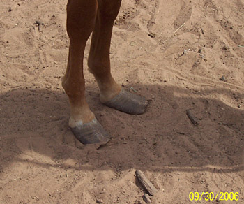 Okra's hooves
