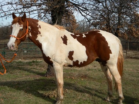 Blaze's Tribute Equine Rescue - Patch Of Color